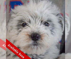 Mutt Dogs for adoption in Huntley, IL, USA