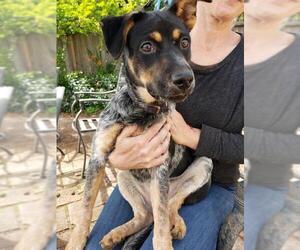 Australian Cattle Dog Dogs for adoption in danville, CA, USA