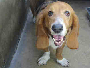 Basset Hound Dogs for adoption in Orange, CA, USA