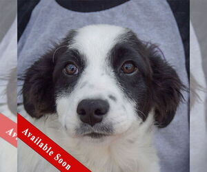 Border Collie-Pembroke Welsh Corgi Mix Dogs for adoption in Huntley, IL, USA