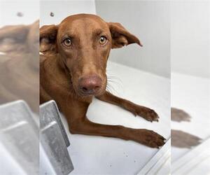 Vizsla Dogs for adoption in Houston, TX, USA