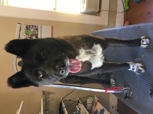 Akita Dogs for adoption in Mooresville, NC, USA