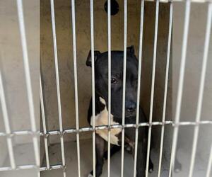 American Pit Bull Terrier-Unknown Mix Dogs for adoption in Oklahoma City, OK, USA