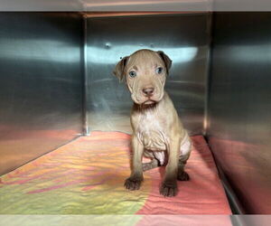 American Pit Bull Terrier Dogs for adoption in Rancho Cucamonga, CA, USA