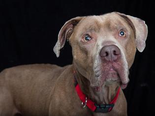 Vizsla Dogs for adoption in Franklin, TN, USA
