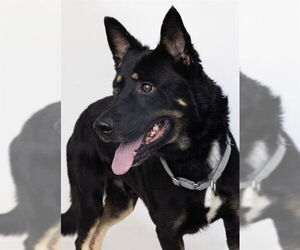German Shepherd Dog Dogs for adoption in Ogden, UT, USA