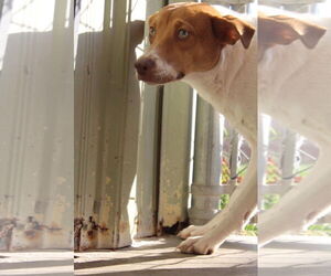 Jack Russell Terrier-Unknown Mix Dogs for adoption in El Centro, CA, USA