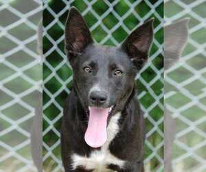 Australian Kelpie-German Shepherd Dog Mix Dogs for adoption in Madisonville, TX, USA