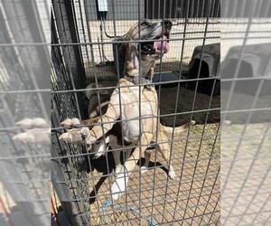 Labrador Retriever Dogs for adoption in Waco, TX, USA