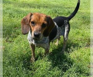 Beagle Dogs for adoption in Ocean Springs, MS, USA