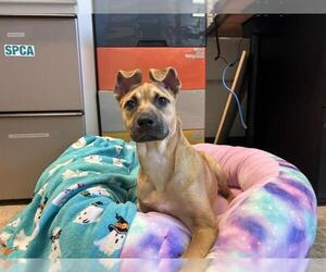 Carolina Dog-Unknown Mix Dogs for adoption in Raleigh, NC, USA