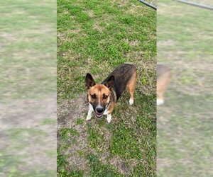 Shepradors Dogs for adoption in Corpus Christi, TX, USA