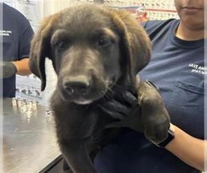 German Shepherd Dog-Unknown Mix Dogs for adoption in Visalia, CA, USA