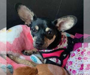 Chihuahua-Unknown Mix Dogs for adoption in Glendale , AZ, USA