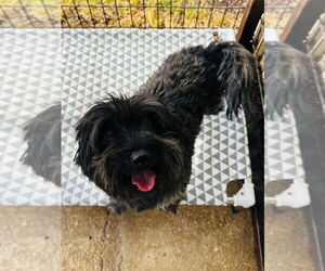 Shih Tzu-Unknown Mix Dogs for adoption in Oak Bluffs, MA, USA