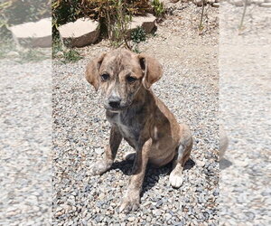 American Pit Bull Terrier-Basset Hound Mix Dogs for adoption in Salt Lake City, UT, USA
