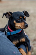 Miniature Pinscher Dogs for adoption in Rustburg, VA, USA