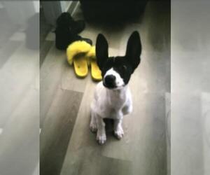 Great Dane-Unknown Mix Dogs for adoption in San Antonio, TX, USA