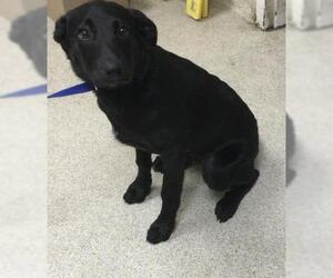Labrador Retriever Dogs for adoption in Riverside, CA, USA