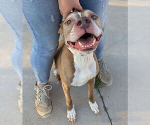 Boxer-Unknown Mix Dogs for adoption in La Porte, IN, USA