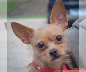 Chihuahua-Unknown Mix Dogs for adoption in Huntley, IL, USA