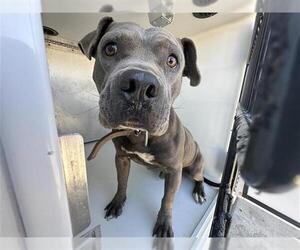 Mutt Dogs for adoption in Houston, TX, USA