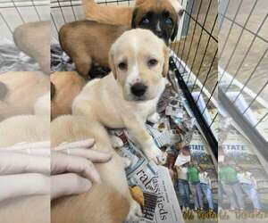 Golden Shepherd Dogs for adoption in SHERBURNE, NY, USA