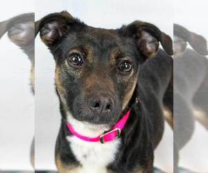 Jack Russell Terrier-Unknown Mix Dogs for adoption in Kennesaw, GA, USA