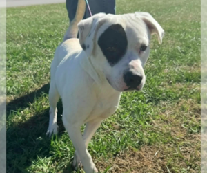 Boxador Dogs for adoption in Westwood, NJ, USA