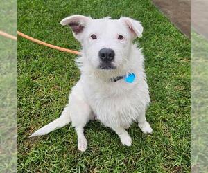 Border Terrier Dogs for adoption in Camarillo, CA, USA