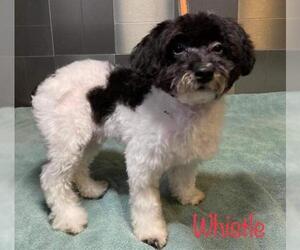 Poodle (Miniature) Dogs for adoption in Pawtucket, RI, USA