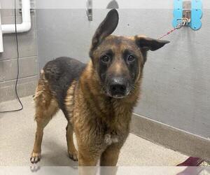 German Shepherd Dog-Unknown Mix Dogs for adoption in Las Vegas, NV, USA