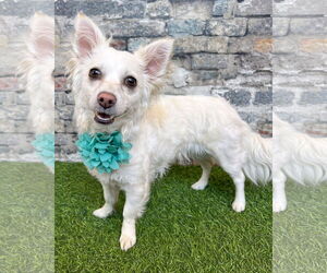 Chihuahua-Unknown Mix Dogs for adoption in Corona, CA, USA