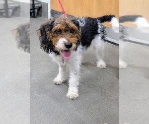 Beagle-Petit Basset Griffon Vendeen Mix Dogs for adoption in Forestville, MD, USA