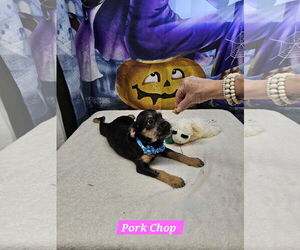 Jack Russell Terrier-Unknown Mix Dogs for adoption in Metairie, LA, USA