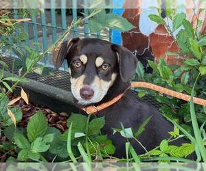 Border Collie-Unknown Mix Dogs for adoption in Santa Rosa, CA, USA