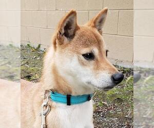 Shiba Inu Dogs for adoption in Anchorage, AK, USA