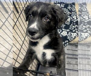 American Pit Bull Terrier-Australian Shepherd Mix Dogs for adoption in GILBERTS, IL, USA