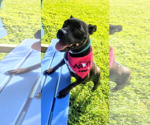 Mutt Dogs for adoption in Rockaway, NJ, USA