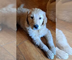 Golden Retriever Dogs for adoption in Vernon, IN, USA