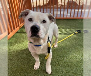 Chihuahua-Unknown Mix Dogs for adoption in Las Vegas, NV, USA