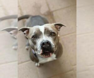 American Pit Bull Terrier Dogs for adoption in Santa Maria, CA, USA