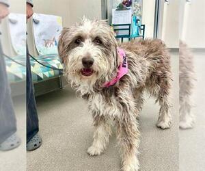 Poodle (Standard)-Siberian Husky Mix Dogs for adoption in Las Vegas, NV, USA