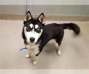 Siberian Husky-Unknown Mix Dogs for adoption in Las Vegas, NV, USA