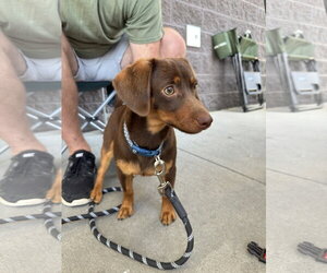 Dachshund-Unknown Mix Dogs for adoption in White Bluff, TN, USA