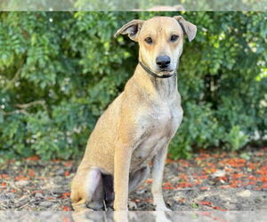 Black Mouth Cur-Unknown Mix Dogs for adoption in Tavares, FL, USA