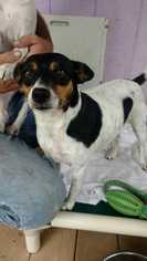 Jack-Rat Terrier Dogs for adoption in Elmsford, NY, USA