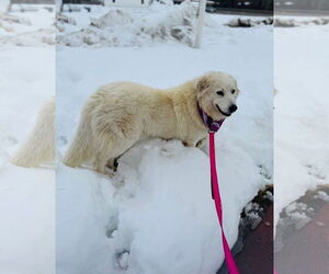 Great Pyrenees Dogs for adoption in Croydon, NH, USA