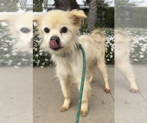 Pomeranian-Unknown Mix Dogs for adoption in Newport Beach, CA, USA