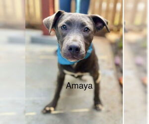 Labrador Retriever-Staffordshire Bull Terrier Mix Dogs for adoption in Rockaway, NJ, USA